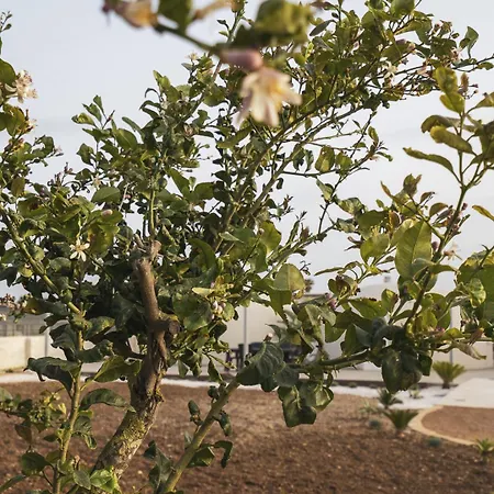 Πανσιόν Nausicaa 4*