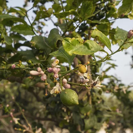 Nausicaa Πανσιόν 4*