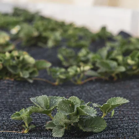 Nausicaa 4* Μαρσάλα