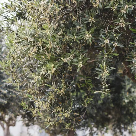 Nausicaa Πανσιόν