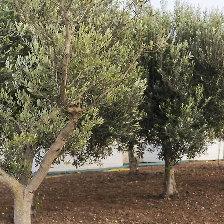 Nausicaa Πανσιόν Μαρσάλα