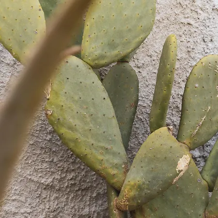 Nausicaa 4* Μαρσάλα