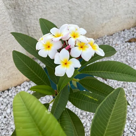 Nausicaa Πανσιόν Μαρσάλα